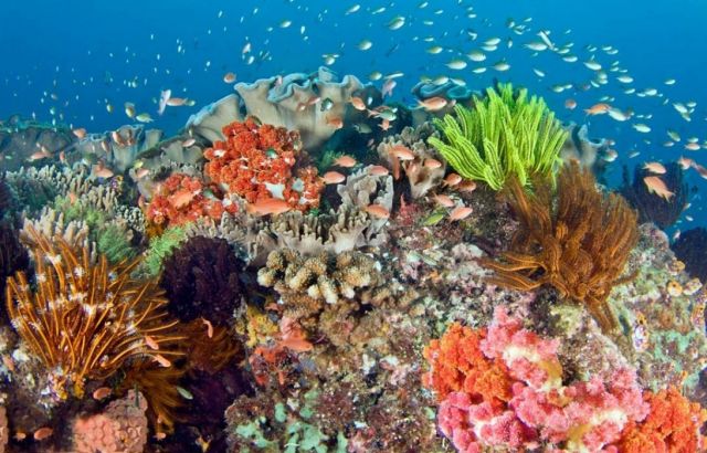 ТОП-100 лучших фотографий коралловых рифов