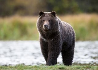В Тюменской области медведь напал на троих рыбаков, один человек погиб