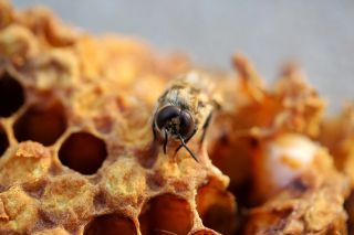 Пчелиный мед при простуде более эффективен чем антибиотики
