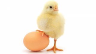 Что было первым – курица или яйцо?