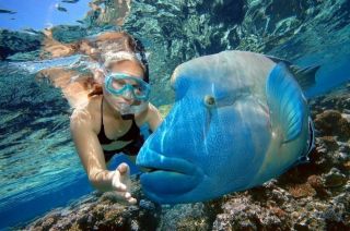 Дайвинг - завораживающий подводный мир