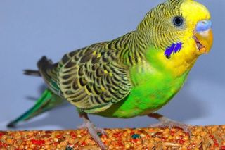 О чем нужно знать перед покупкой попугая?
