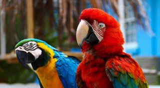 Долголетие попугаев: в чем секрет?