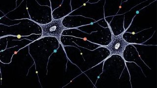 Из лимфоцитов в нейроны