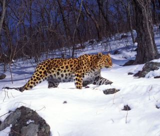 Ареал дальневосточного леопарда увеличился в 3 раза