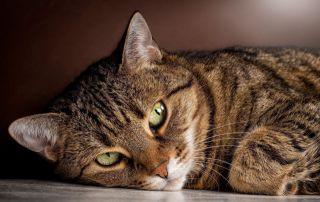 По оценке психологов на удаленке эффективность работы определяется наличием кошки