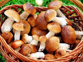 С чем сочетаются грибы?