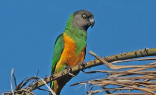 Сенегальский попугай. Купить птенца длиннокрылого сенегала по низкой цене