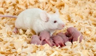 Рождение потомства у однополой пары мышей