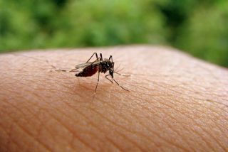 Паразитолог Лукашев сообщил, что из-за глобального потепления комары в РФ стали чаще передавать паразитов