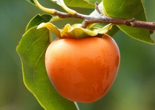 Что такое хурма. Как выбрать хурму и, как определить спелую ягоду?