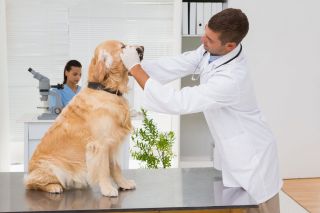 Нужна ли лицензия на оказание ветеринарных услуг?