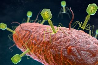 Ученые нашли в Мировом океане самый глубоко расположенный вирус-бактериофаг
