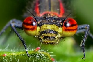 Какие насекомые самые опасные?