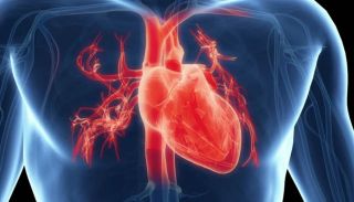 Ученые обнаружили регулятор для созревания клеток сердца