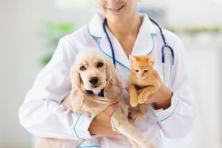 Мобильный ветеринарный комплекс, обеспечивающий амбулаторную помощь домашним животным, заработал в Подольске