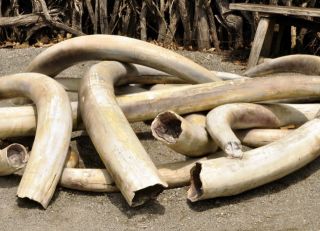 В Великобритании разработали новый метод борьбы с нелегальной торговлей слоновой костью