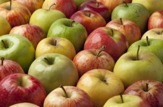 Закупаем яблоки различных сортов на постоянной основе. ООО «Фрут Групп»