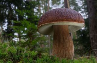 Белый гриб (боровик): краткое описание, фото