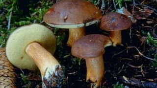 Польский гриб: краткое описание, фото