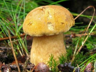 Жёлчный гриб: краткое описание, фото