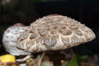 Зонтик чешуйчатый (Lepiota brunneoincarnata): краткое описание, фото