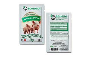 Живые бактерии для свиней «БОНАКА». Купить пробиотические добавки «БОНАКА ЖИВЫЕ БАКТЕРИИ»