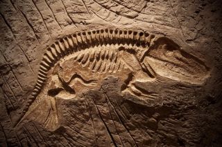 Какие разделы есть в палеонтологии?