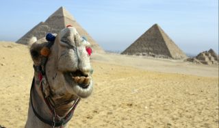 Катание на верблюдах в Египте