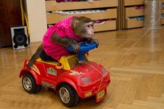 Детские шоу с обезьянами смогут создать незабываемые воспоминания