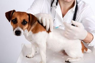 Что надо делать собаке перед вакцинацией?