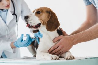 Когда можно делать вакцинацию щенку?