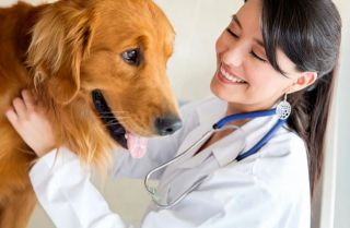 Как найти работу для ветеринарного врача?