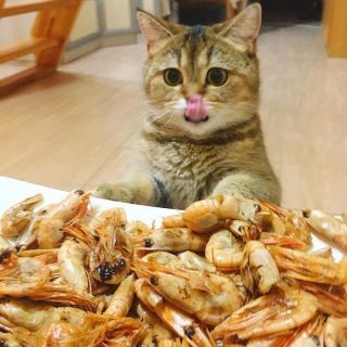 Креветки кошке: можно давать или нет