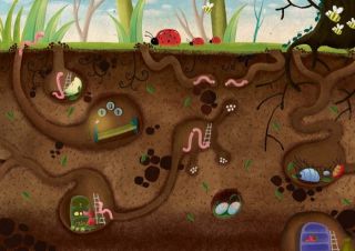 Какова роль живых организмов в образовании почвы?
