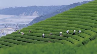 Сельское хозяйство Японии - Кратко