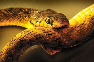 Может ли ядовитая змея совершить суицид, укусив саму себя?