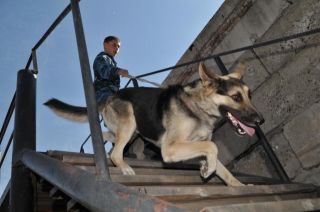 Поиск собак и животных, пропала собака, розыск - Агентство «БИМ»