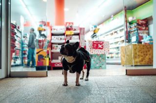 Интернет-магазин товаров для собак Petfood