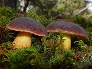 Какие грибы можно есть без вреда для здоровья? Список съедобных грибов