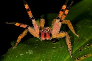 25 фото самых ядовитых и опасных пауков в мире