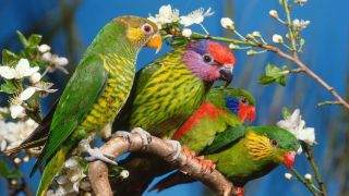 Разведение и продажа самых популярных видов попугаев - Яркий Попугайчик
