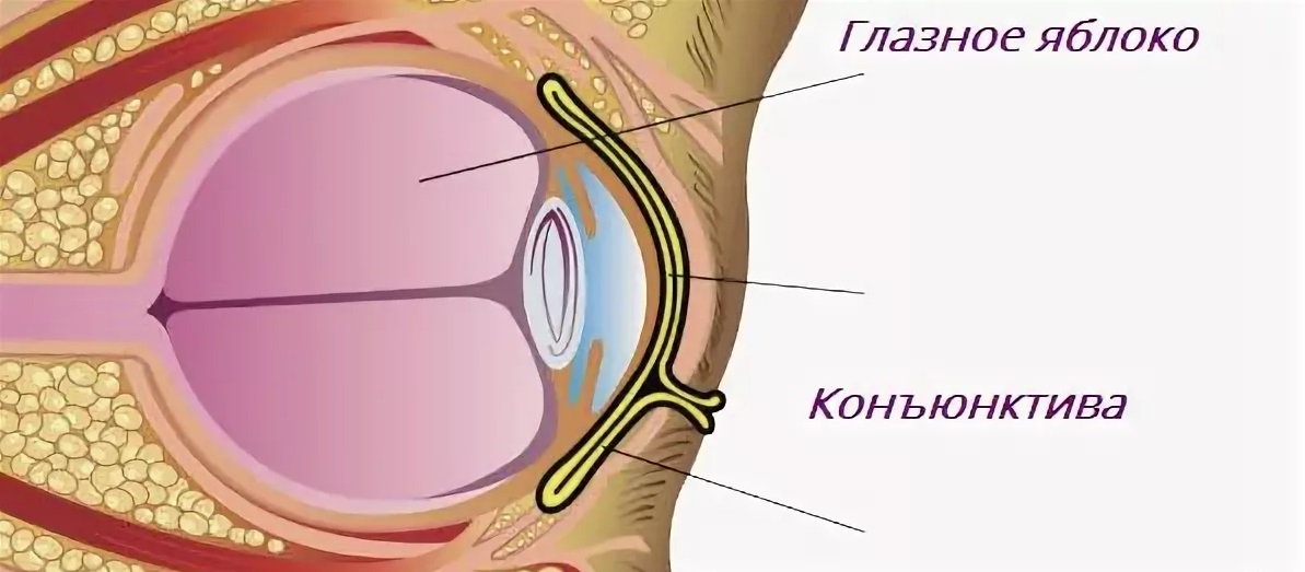 Конъюнктивный мешок в глазу где находится у человека фото