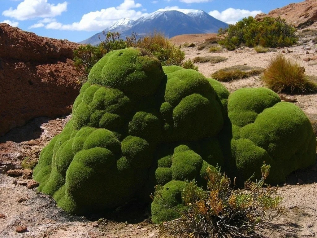 Растения южной америки картинки