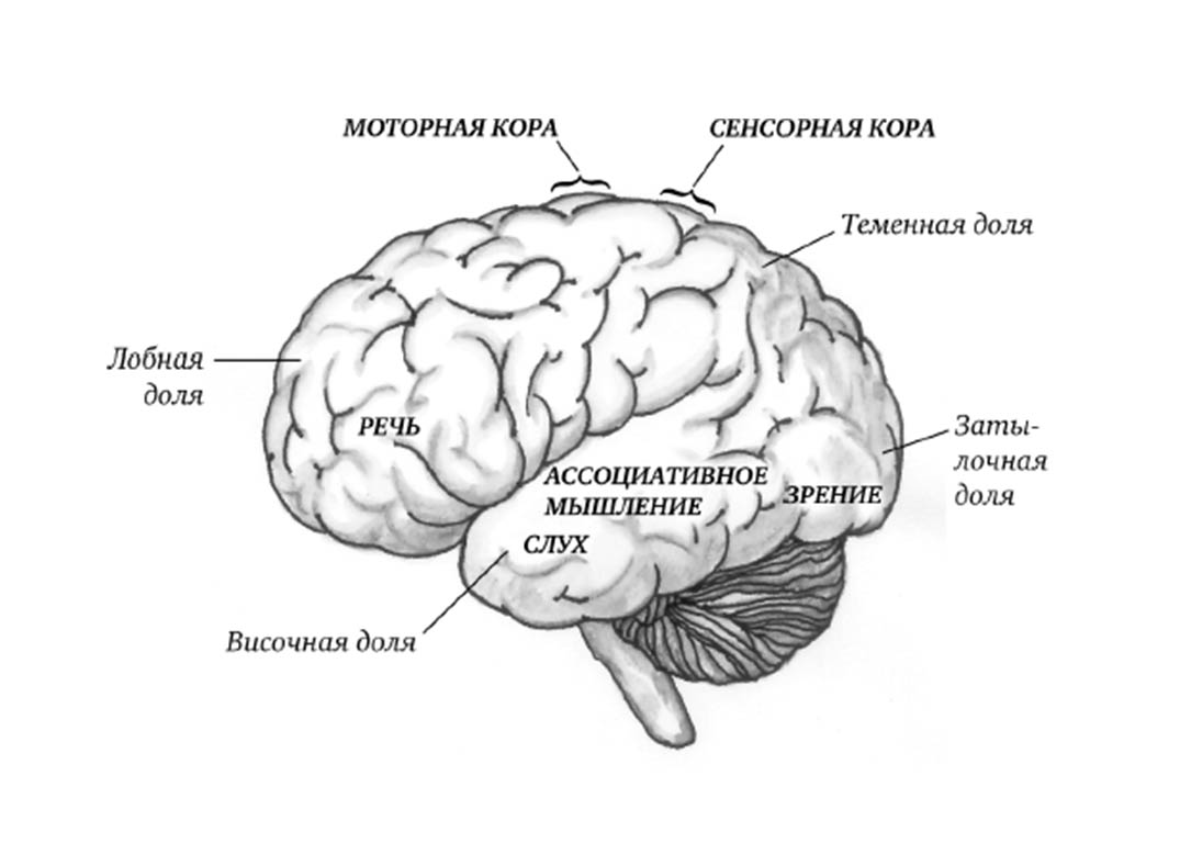 Нейрофизиологические механизмы речи схема