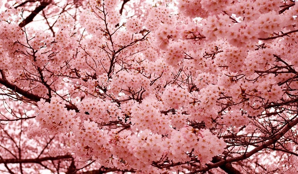Как поехать в тур в Японию на цветение сакуры