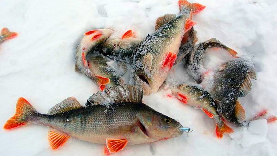 Все о зимней рыбалке на окуня
