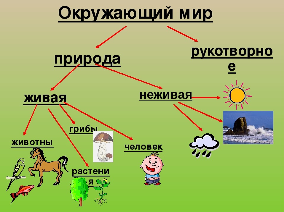 Картинки объекты живой и неживой природы