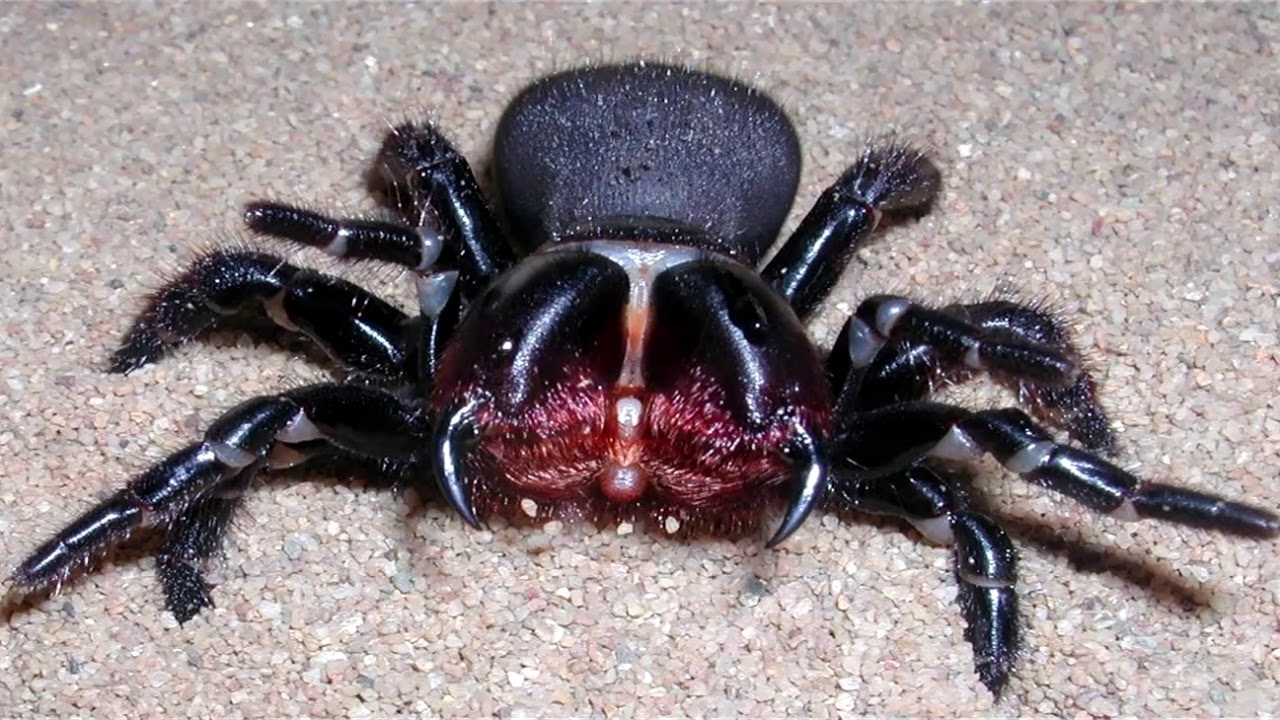 Мышиный паук Missulena