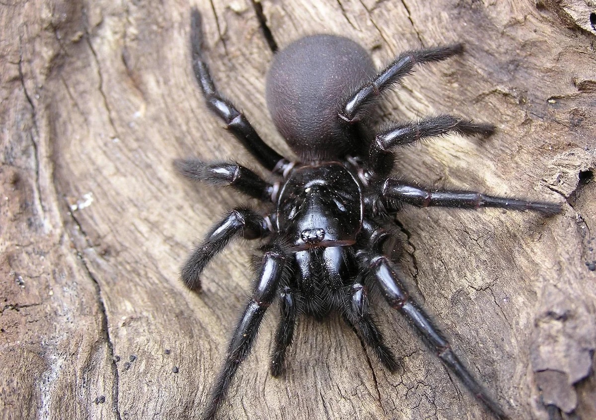 фото большого паука ядовитого